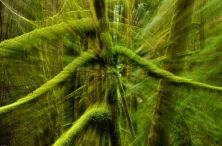 wild moss 2011.jpg